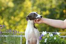 Whippet Chart Angielski, ZKwP/FCI, cudna OPRAH