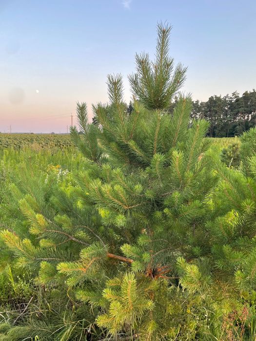 Продам сосны новогодние, сосна новорічна