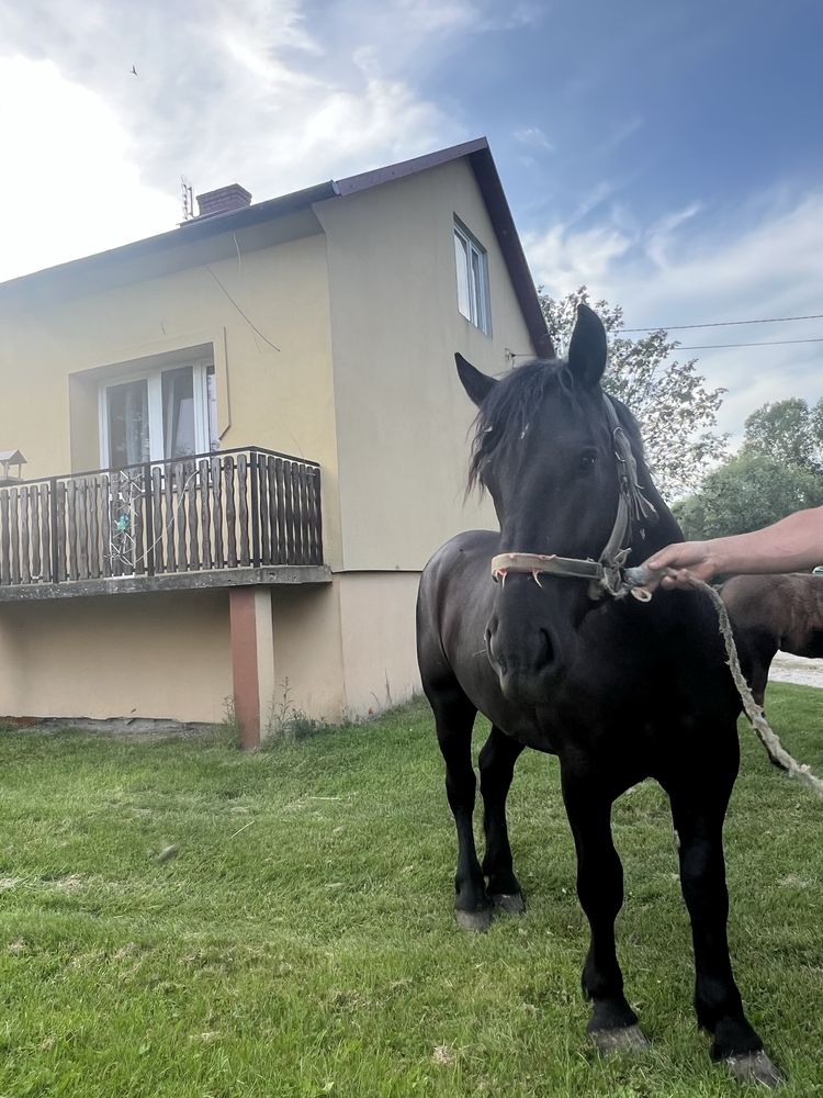 Kobylka 2 latka piekna