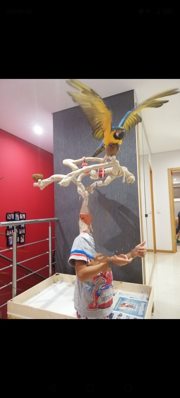 Arara ararauna criado a mão de 2018