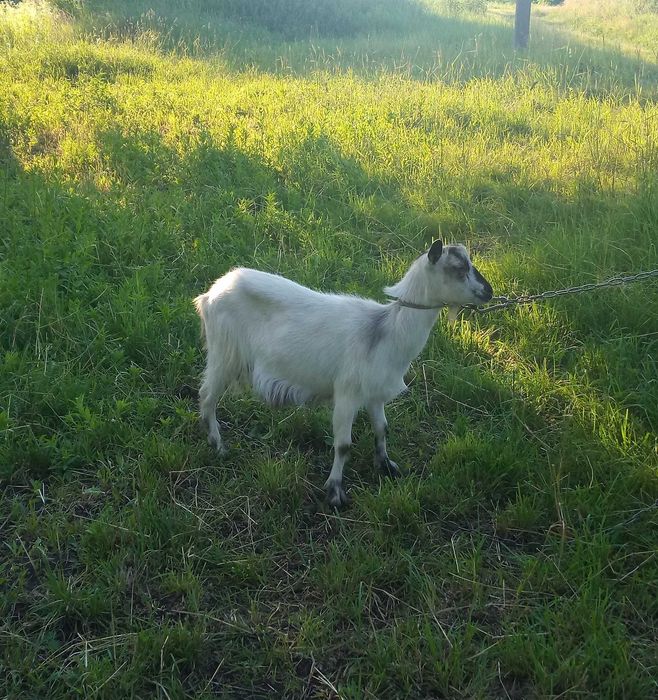 Козы котные Козлы Козлята