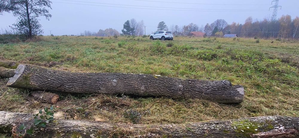 Sprzedam drzewo dębowe, dąb kłoda