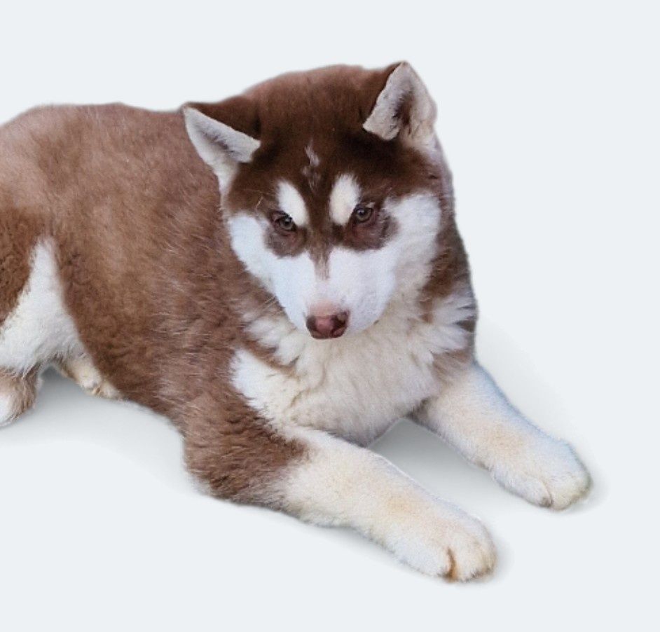 Siberian Husky-ostatni piesek z miotu!