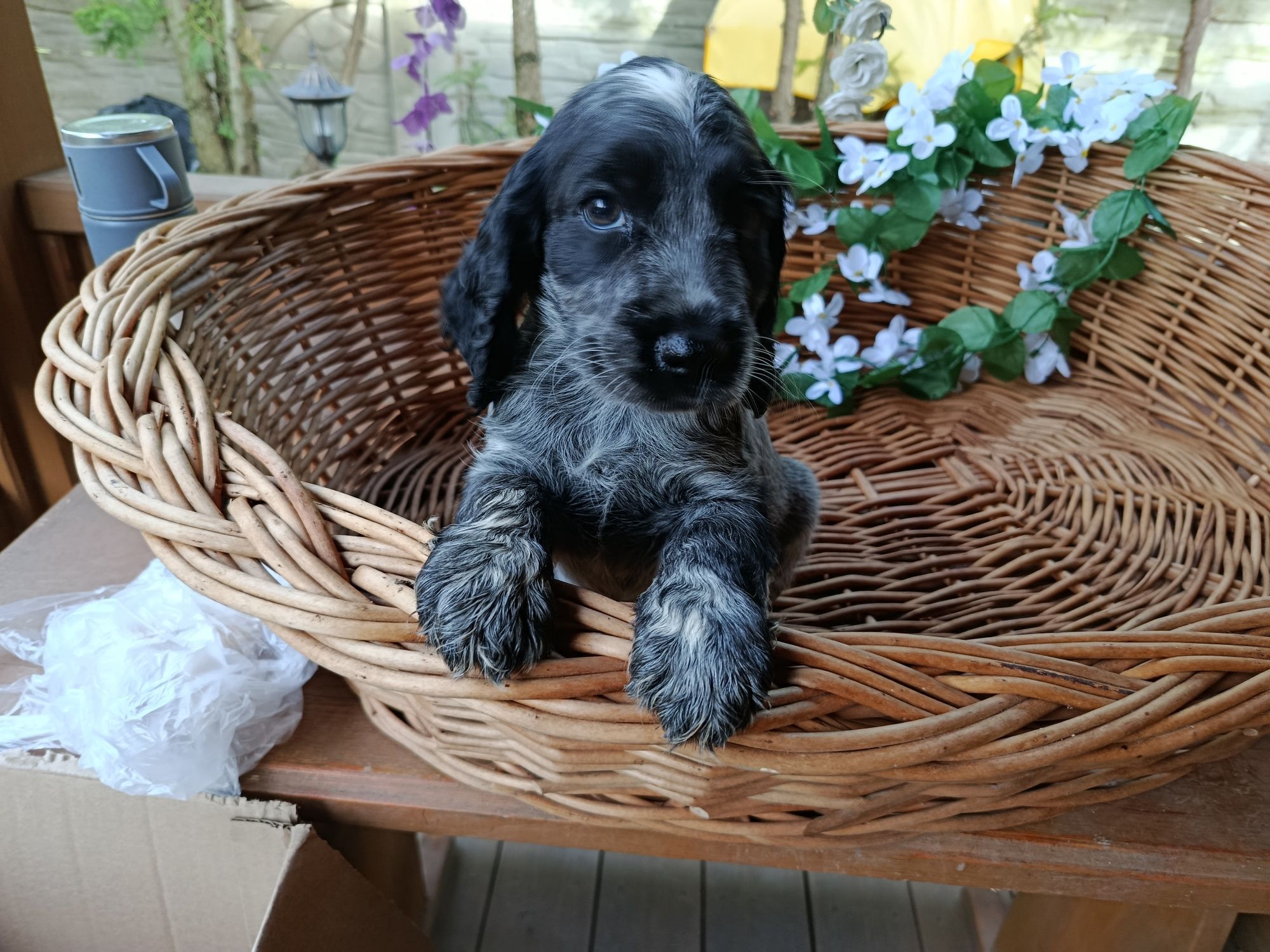 Cocker Spaniel angielski Piesek Rodowód