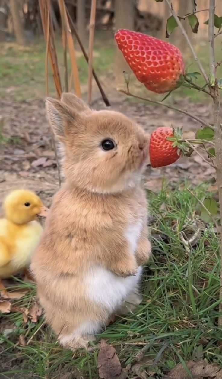 Coelhos anões lindíssimos, KIT completo