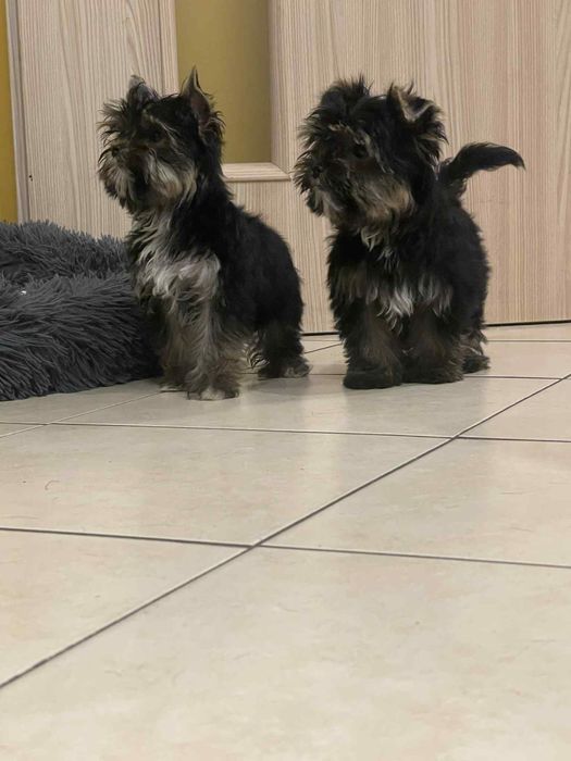 York Yorkshire Terrier suczka