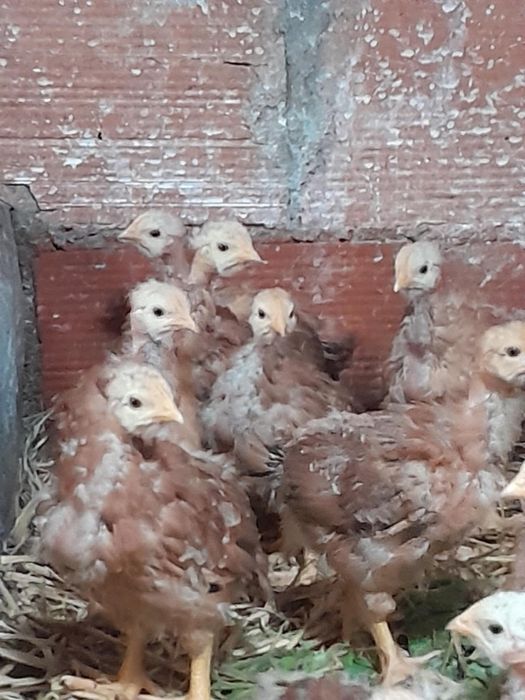 Vendo galinhas poedeiras pequenas