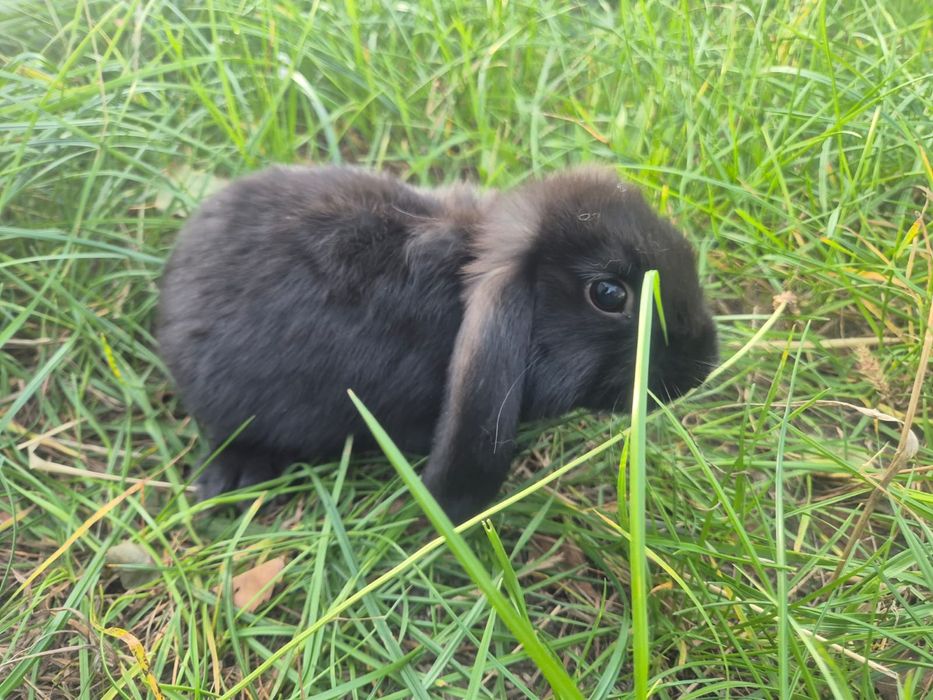 Krolik miniaturka baranek