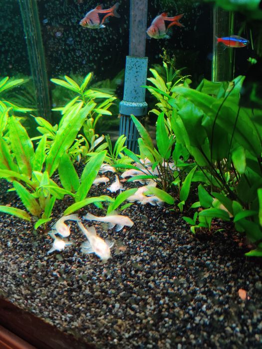 Ancistrus Albino vários tamanhos