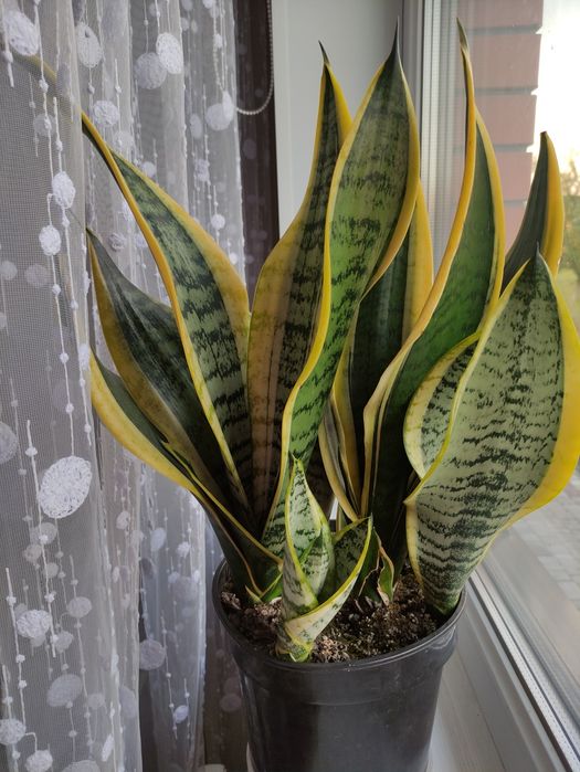 Сансевєрія вазон