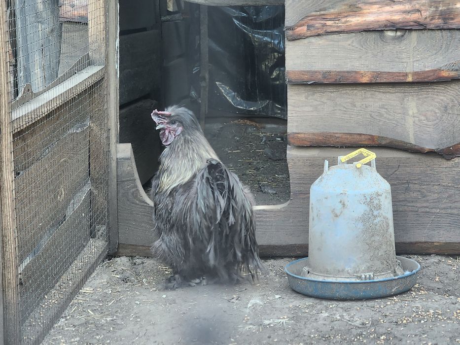 Півень китайський шовковий