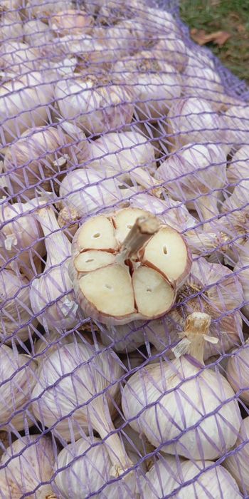 Продам часник Любаша !