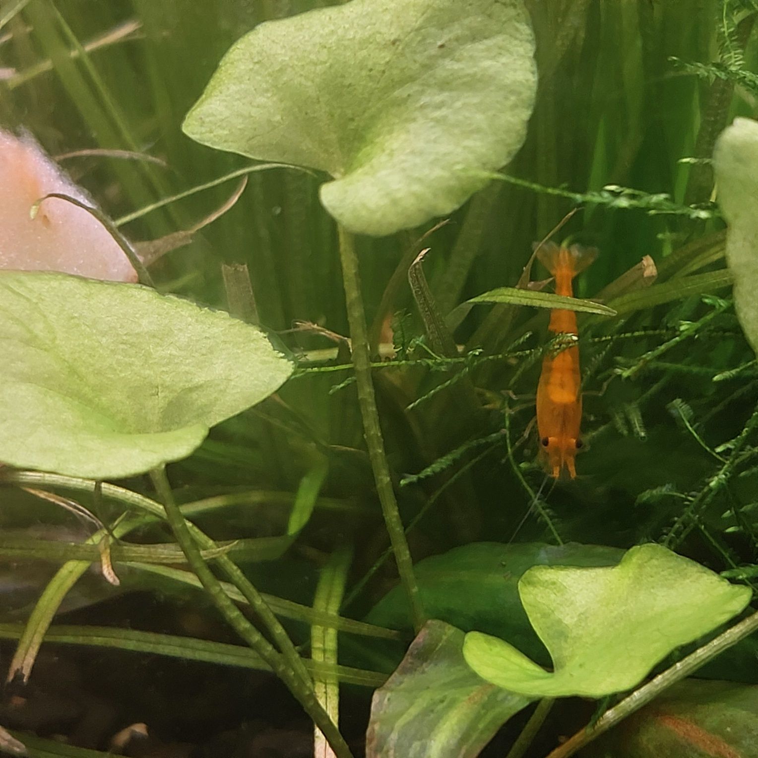 Krewetki neocaridina Orange