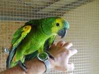 Ручной птенчик выкормыш Амазон говорящий попугай