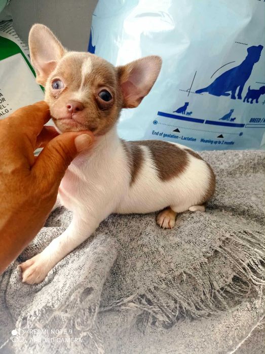 Chihuahua de bolso linha Russa de Top