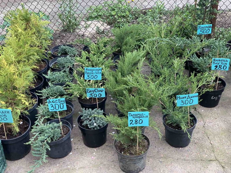 Туя Смарагд 25 см - 2 м; ялівець Блу Ерроу 35 см- 1 м; ялинки; ялівці