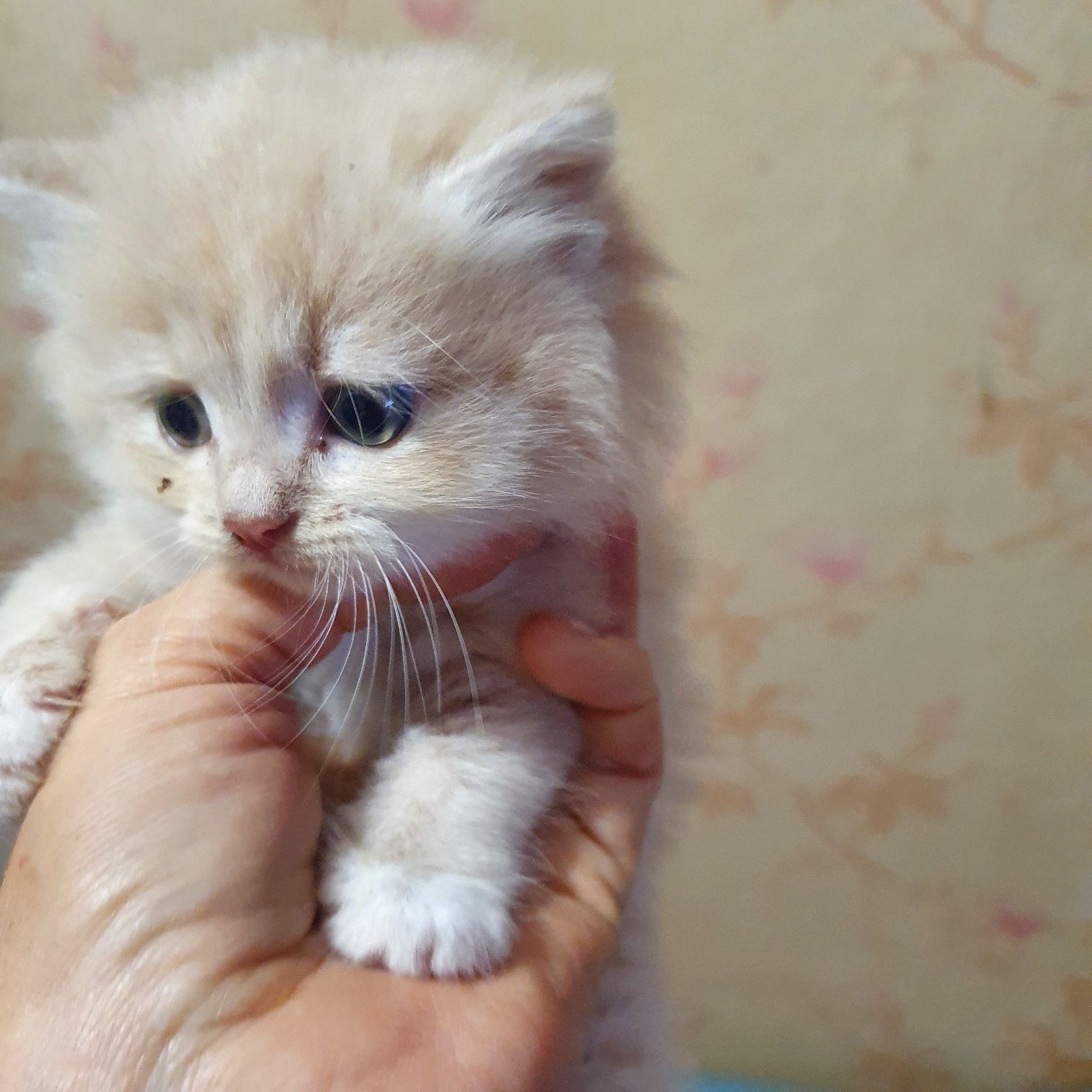 Замечательный персидский котик