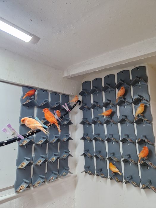 Kanarek Kanarki samce I samice czerwone 2025r