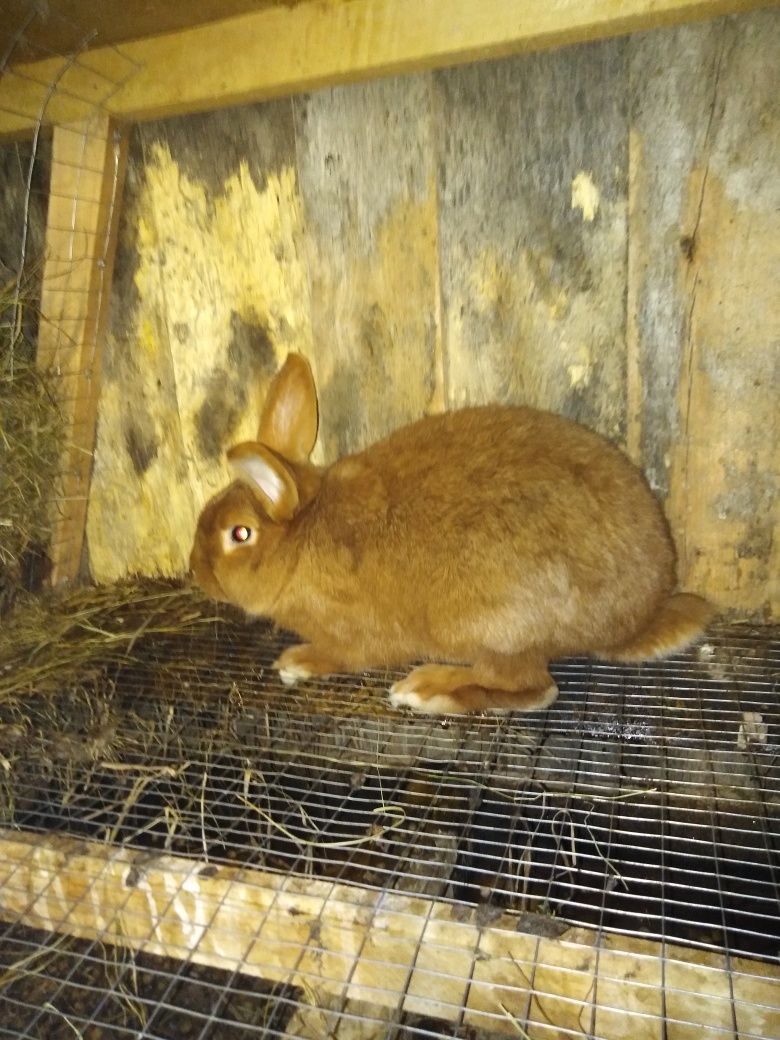 Продам кролів різної породи, які видно на фото.