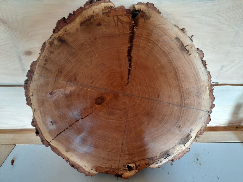 Plaster drewna. Dąb 58cm.