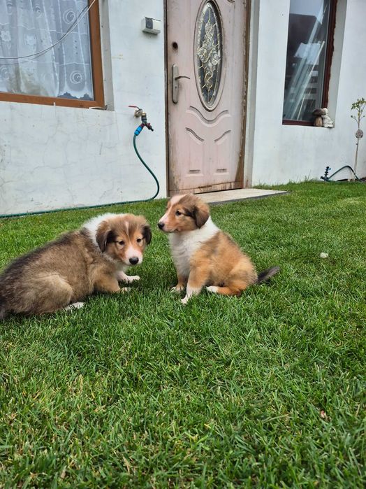 Owczarek szkocki collie