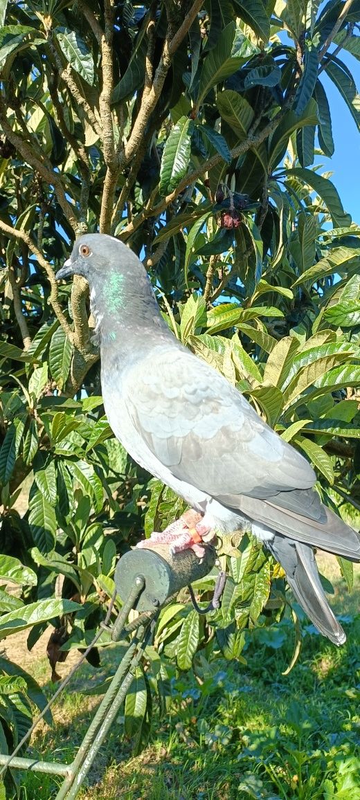 Pombos treinados treinados