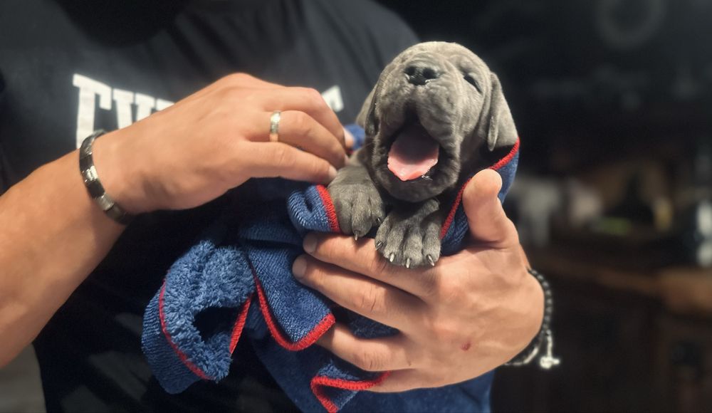 Piękny szczeniaczek Dog Niemiecki umaszczenei blekitne Rodowód FCI