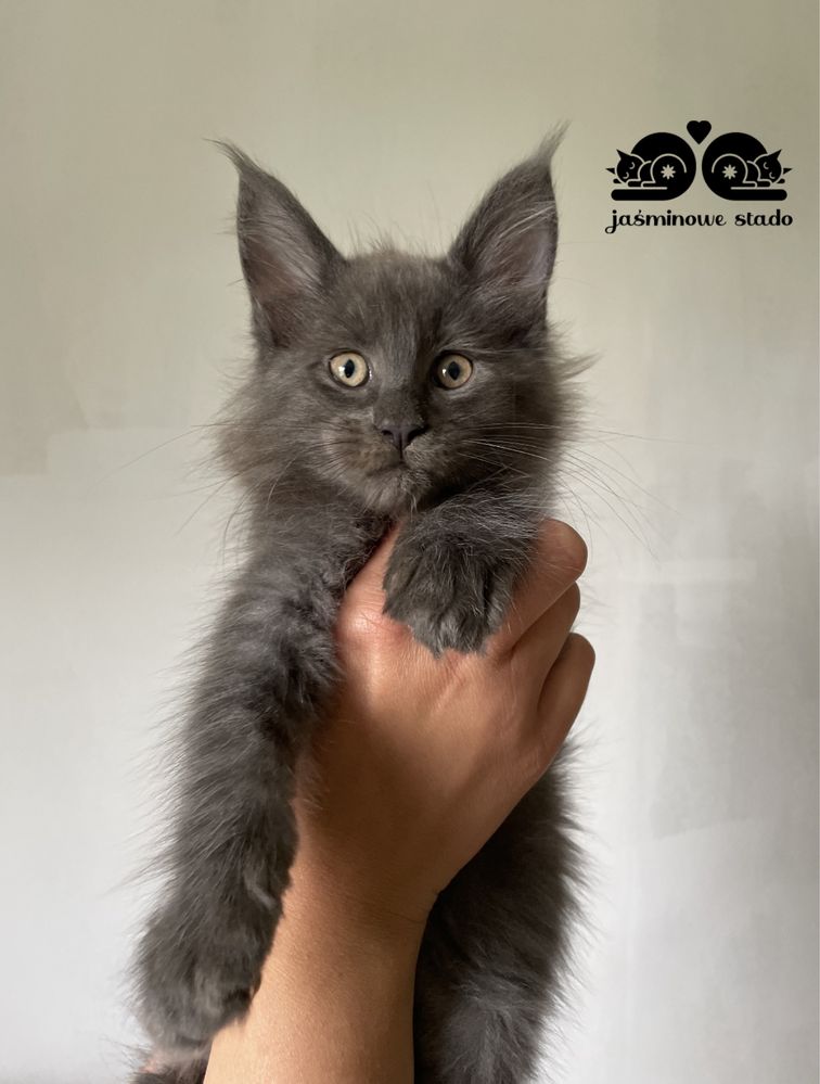 Maine Coon kocurek