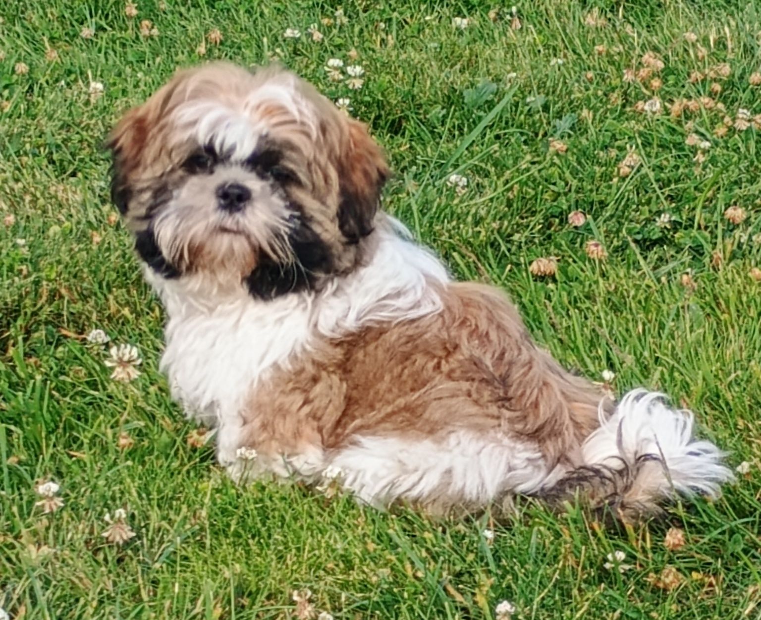 Śliczny piesek Shih Tzu