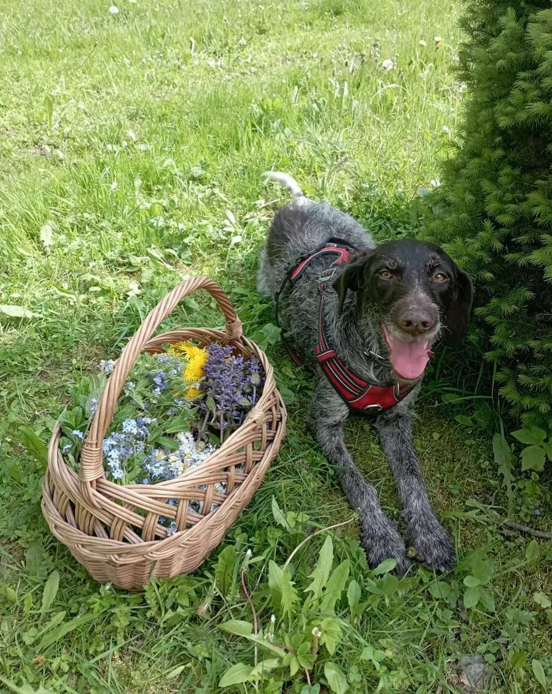 Cudowna Lola w typie wyżła niemieckiego