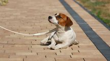 Jack Russell Terrier ZKwP FCI- piesek/badania genetyczne