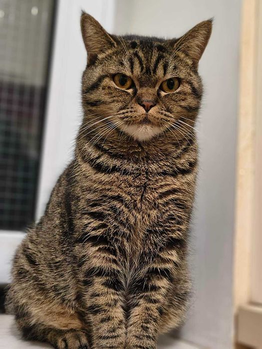 Лагідна британська кішка Юмі в добрі руки