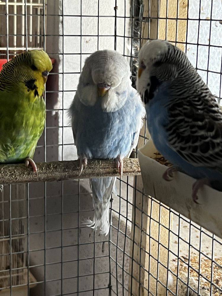 Casal de Periquitos ingleses