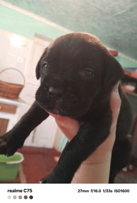 Продаються цуценята Кане корсо