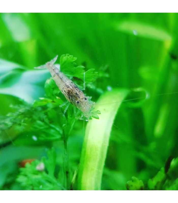 Caridina typus - Camarão Amano Australiano