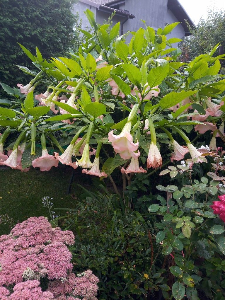 Datura wieloletnia