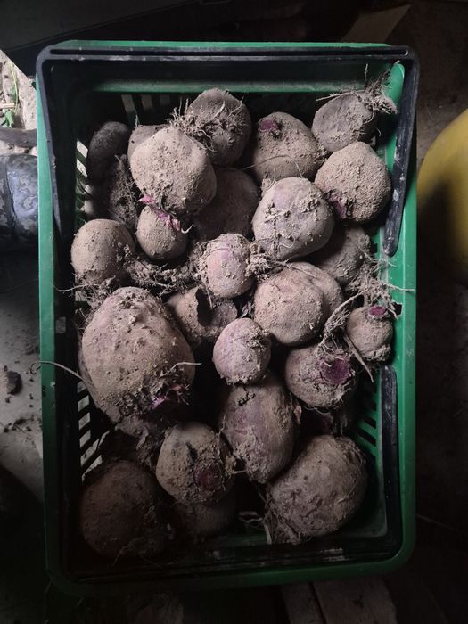 Buraki czerwone ekologiczne