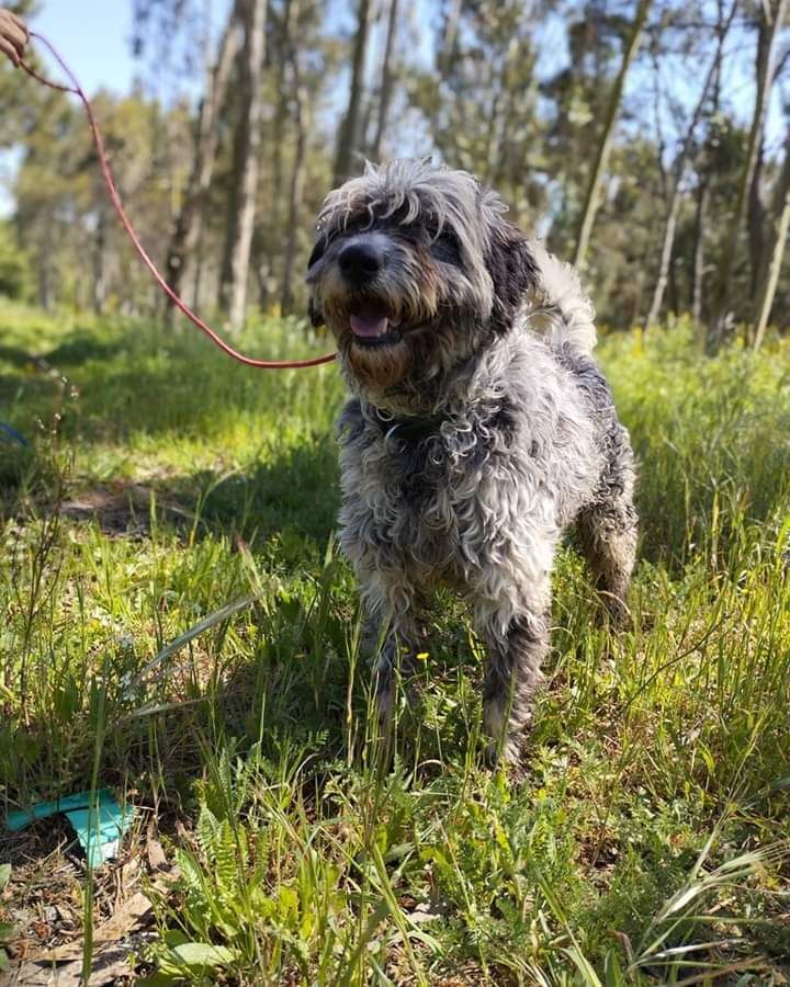 Zacarias- cão de porte médio para adoção