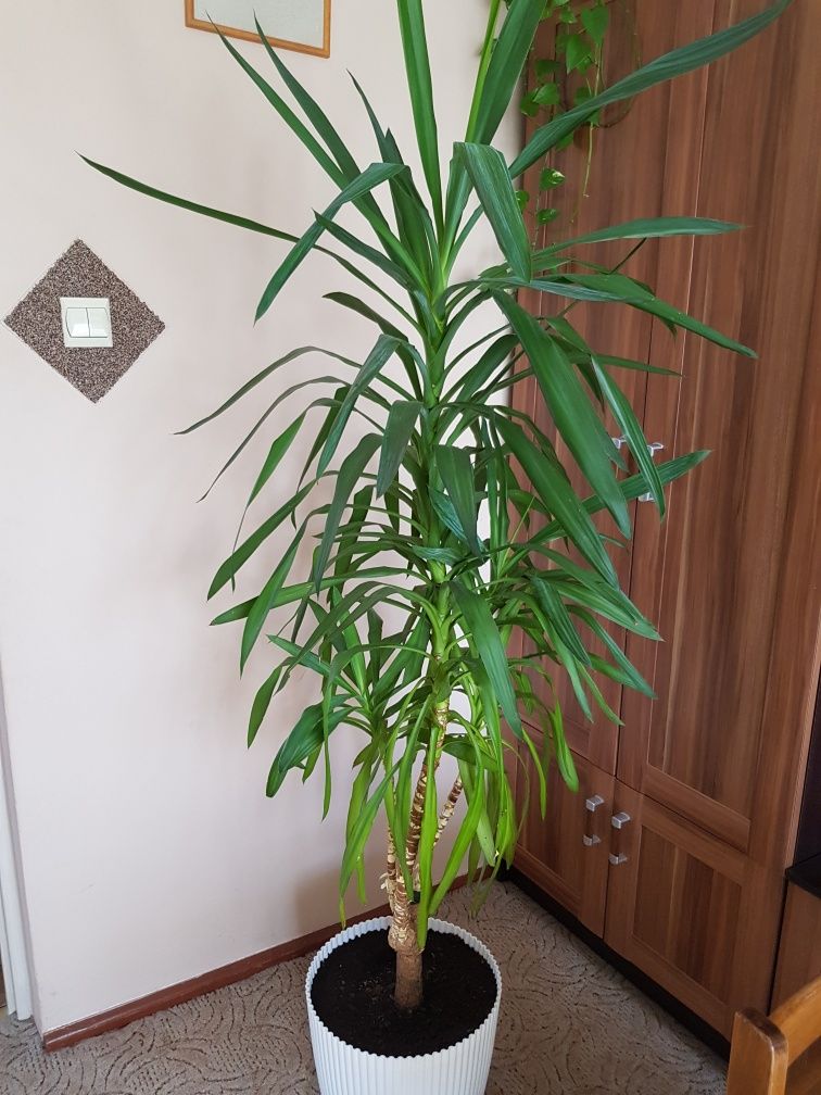 Kwiat doniczkowy juka