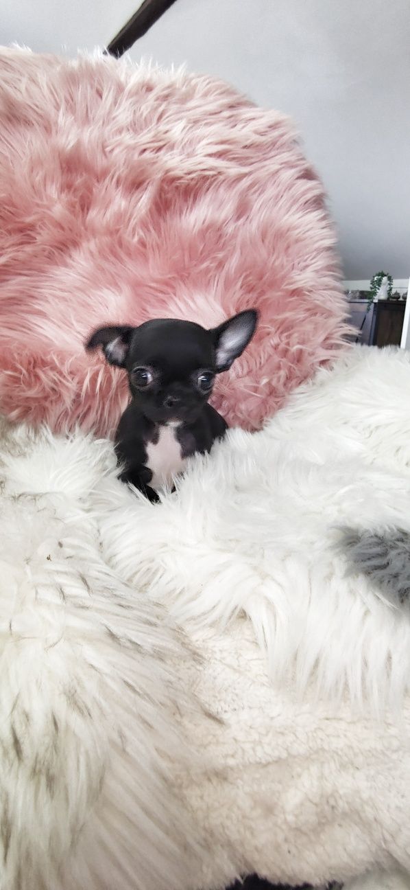 *** Gotowy Do Odbioru *** Prześliczny Czarny Chłopczyk Chihuahua ***