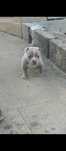 American bully pocket