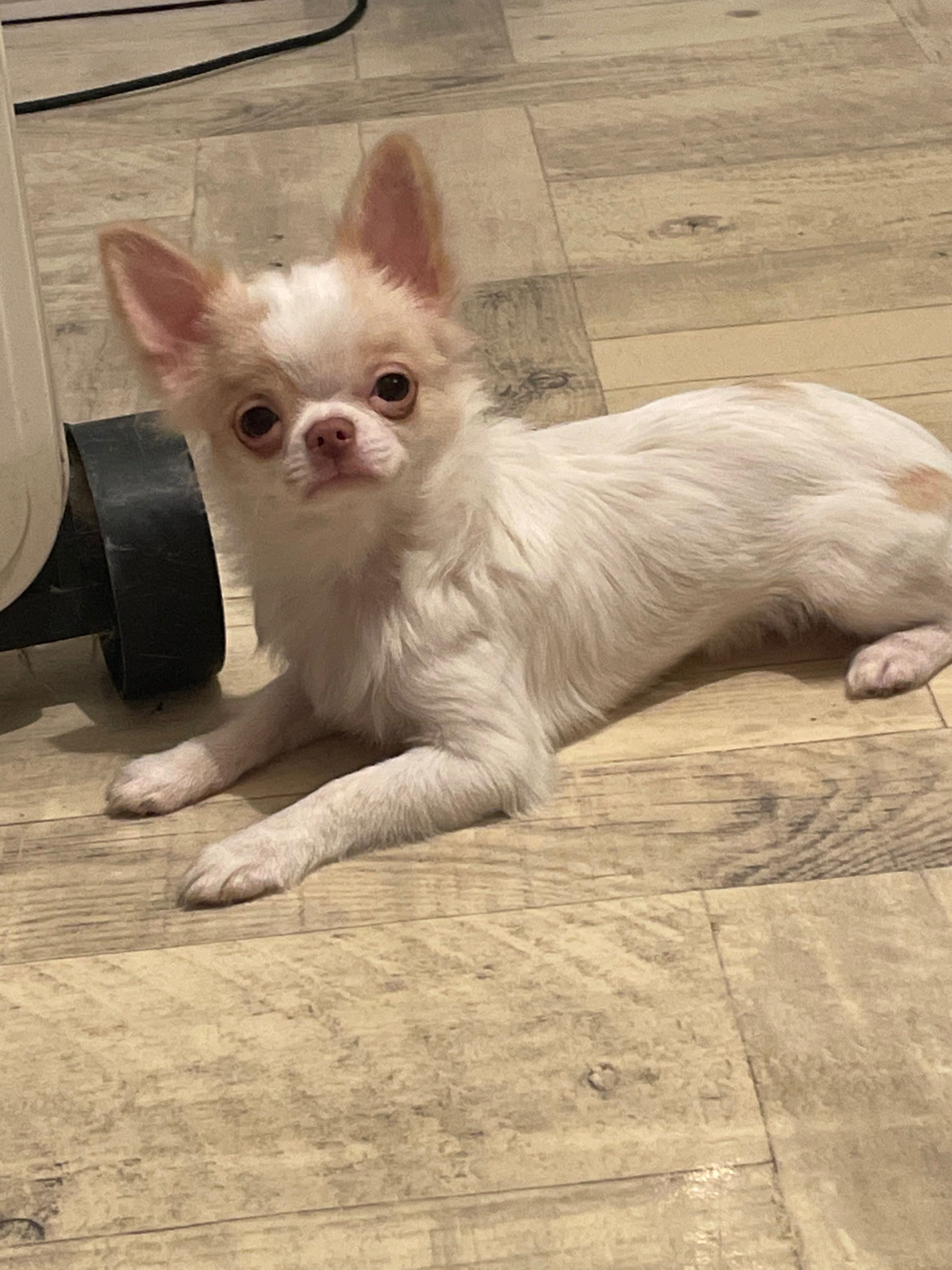 Śliczny malutki - Chihuahua długowłosy ZKwP