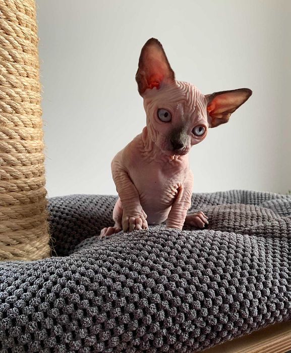 Милая, нежная голубая девочка канадский сфинкс.