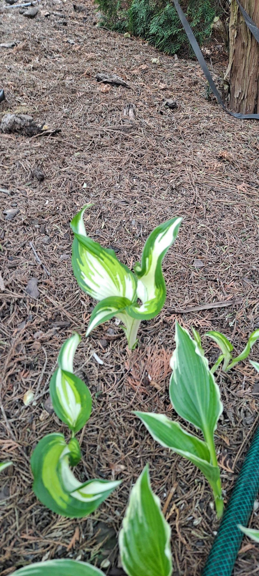 Funkia, funkie, hosta rosliny ogrodowe kilka odmian