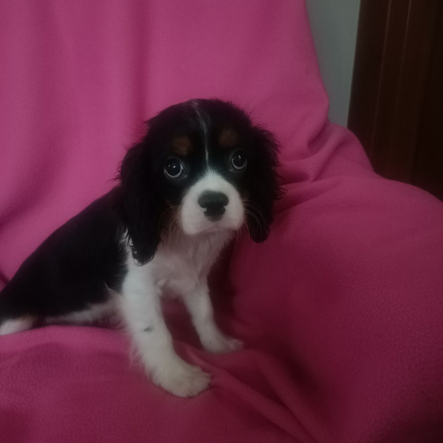 Cavalier King Charles Spaniel cudowny piesek do odbioru