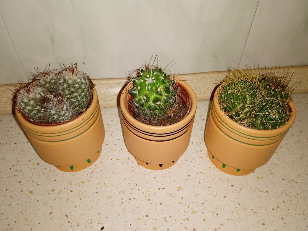 3 kaktusy  ceramiczne doniczki
