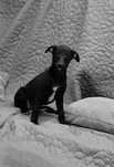 Chart angielski whippet-piesek