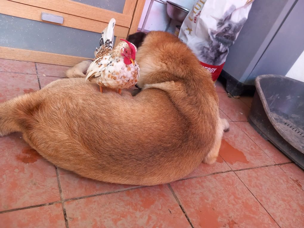 Pet sitting na sua casa!