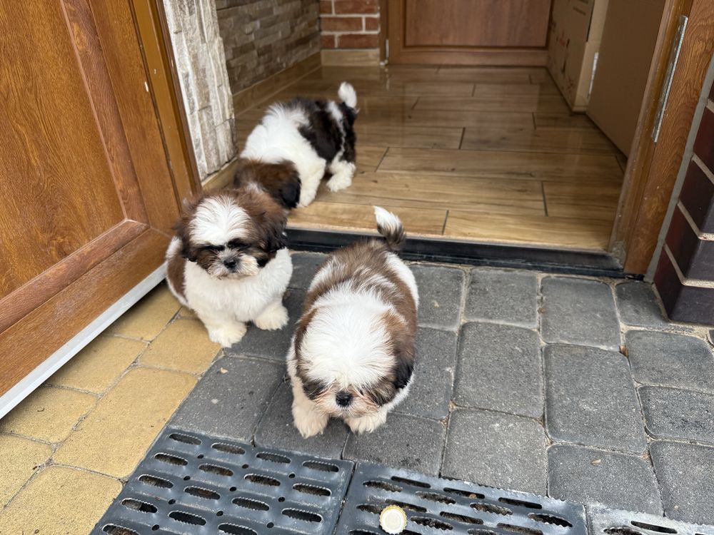 Shih-tzu szczeniak z rodowodem