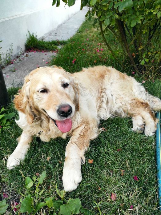 В'язка золотистий ретривер дівчинка